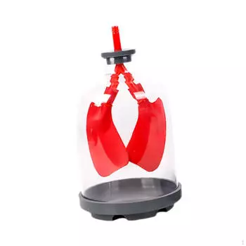 Соберите демонстрационную модель легких. Пособие по биологии для подростков 8+ красный