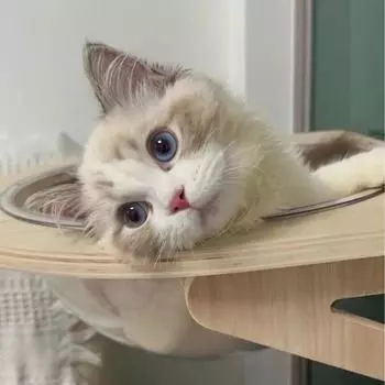 Solid Wood Cat Hammock Hanging Nest Pet Window Glass Hanging Bed Hanging Space Capsule Climbing Balcony Frame белый