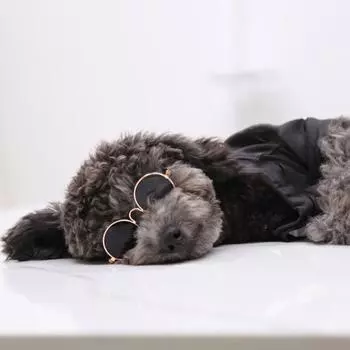 Солнцезащитные очки для домашних животных Стильные привлекательные аксессуары для домашних животных Классические солнцезащитные очки для собак и кошек для декора чёрный