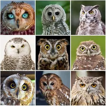 Сова DIY 5D алмазная живопись вышивка крестиком полная круглая смоланая Алмазная вышивка мозаика животное изображение стразы домашний декор Full Round 20x20CM