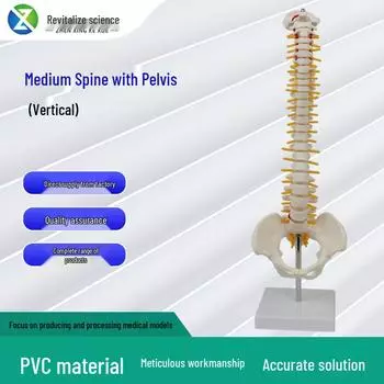 Standing Human Skeleton Model with Medium Spine and Pelvis 11x11x45 cm
