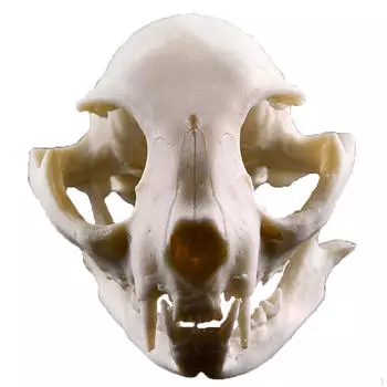 Статуэтка из смолы в виде черепа кошки, модель для украшения аквариума