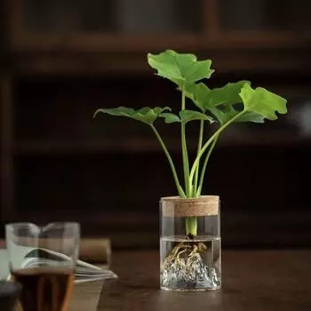 Стеклянная ваза для цветов, утолщенная бутылка для обзора гор, микроландшафтный цветочный горшок для бонсай, аквариум для рыб S прозрачный