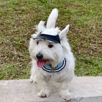 Стильная шапка для собак, регулируемые собачьи шлемы, головной убор для домашних животных, летний собачий козырек розовый