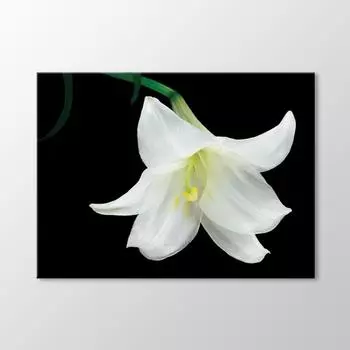 Стол из белой лилии