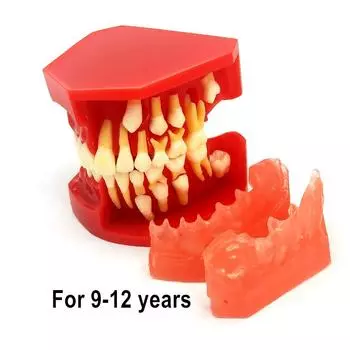 Стоматологическая детская модель молочных зубов Сменная модель Постоянные зубы Альтернативный дисплей Съемная демонстрация для обучающих моделей стоматологов 1 piece
