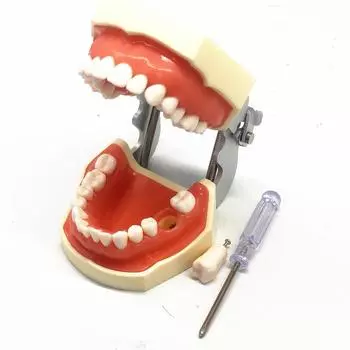 Стоматологическая модель десен Обучающая модель Стандартная стоматологическая модель Typodont Демонстрация со съемными зубами Модель зубов Модели стоматолога 1 piece