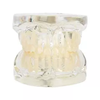 Стоматологическая модель молочных зубов, модель съемных зубов, обучающий инструмент для стоматолога