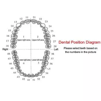 Стоматологическая модель зубов для подготовки Модель одного зуба Подходит для обучения стоматолога Модели для изучения Смола as the picture