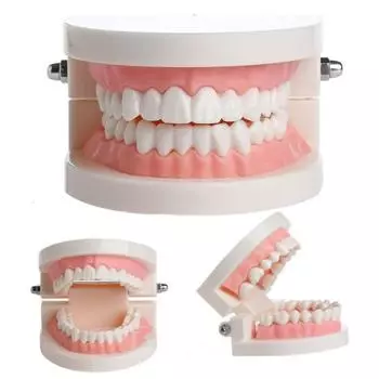 Стоматологическое исследование Обучение модели зубов Уход за полостью рта Образование зубов Стоматологическое оборудование