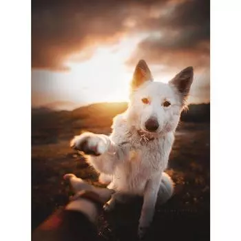 Стразы Вышивка 5d Алмазная картина Полная дрель Картина Стразы Стены Искусства Декор Full Round 20X30CM