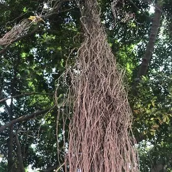 Стройный ротанговый тропический стиль изящная корневая ветка своими руками ландшафтный дизайн 500g