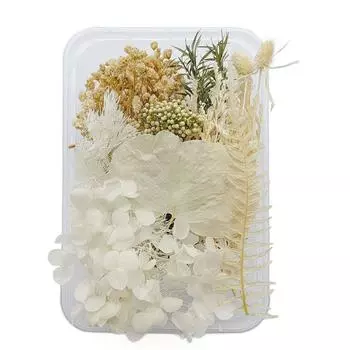 Сухоцветы Изысканные Красивые Экологичные Цветные Сухоцветы для Украшения Дома