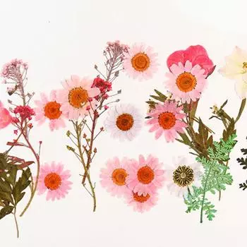 Сухоцветы, украшение для дома, мини-цветы, маленькие, высокого качества, своими руками, 25 шт./пакет, популярные консервированные цветы, прессованные цветы, ювелирные изделия, аксессуары 7