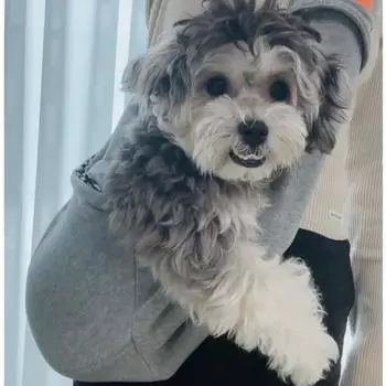 Сумка-переноска для собак Fly-up dog cat, сумка для собак, корейский шампунь для домашних животных