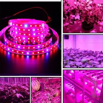 Светодиодная лента для выращивания растений, полный спектр 12 В для теплицы, гидропоники для выращивания растений, светодиодная лента 5050 5 м, фито лампы для выращивания цветочных растений Not Waterproof&Only strip