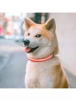 Светодиодный ошейник для собак, светящиеся товары для животных, водонепроницаемый ошейник для собак, светящееся ожерелье, мигающие светящиеся ошейники, аксессуары S 40X2.5cm зелёный