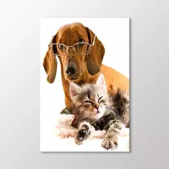 Таблица собак и кошек