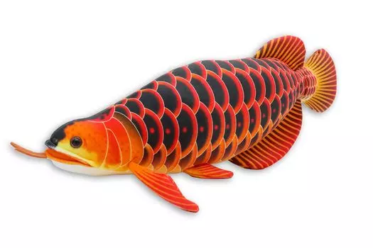 Take Off Asian Arowana Real Cute Fish Series