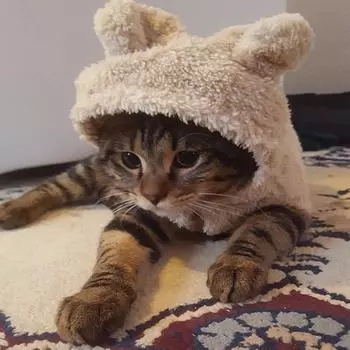 Теплая зимняя хлопковая куртка для котенка, кошки, щенка, модная двуногая одежда с рисунком медведя, костюм для домашнего животного S дубильная кора