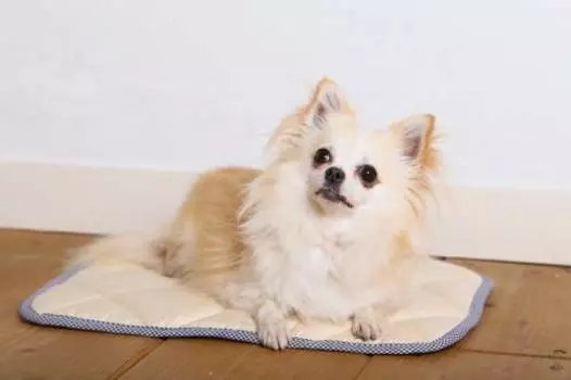 теплый коврик Wave S для маленьких собак, здоровье, любимая собака, высокоуровневый инфракрасный Alpha PET для кошек, (защита от холода, тепло, обслуживание, уход)