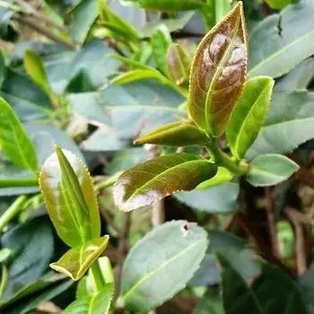 Th De Printemps De Qualit Spciale Tieguanyin Parfum D Orchide Oolong 500г 500g