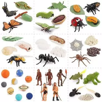 Трансграничная детская игрушка: Моделирование циклов роста животных и растений