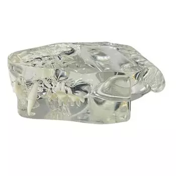 Transparent Dental Animal Resin Teeth Dog Cat Rabbit Educational Dental Teaching Canine Structurally Accurate