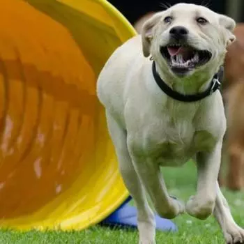 Тренировочный челнок для собак Туннель Поведенческие приспособления Аджилити Большие игрушки Беговая дорожка Международные соревнования Спортивные принадлежности для собак Аксессуар