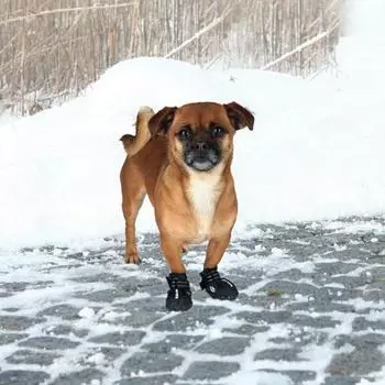 Trixie Dog Paw Protection Active Walker ML