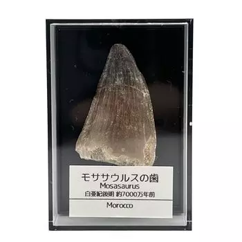 Tsukushi Science Mosasaurus Зубы окаменелости приблизительно 35 мм Динозавр Настоящий меловой период Марокканский