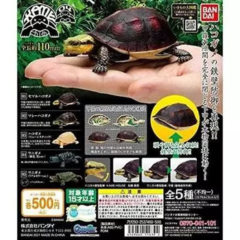 Turtle 04 Encyclopedia of Creatures Box Turtle [Set of 5 types (Full Complete)] Gacha Gacha Capsule Toy