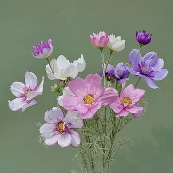 Творческое искусственное растение, широкое применение, яркое, без увядания 1Pc жёлтый