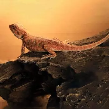 Убежище для рептилий из бревна Смола Дерево Змеи Лягушки Черепахи Рыбьи шкуры Пещеры для аквариума Украшения для аквариума