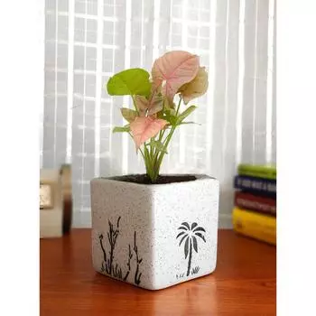 Удачи Очиститель воздуха Розовый Сингониум в белом квадратном керамическом горшке Aroez | Комнатное растение для гостиной | Декор для дома и офиса