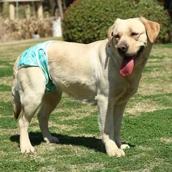 Удобные менструальные штаны для собак с эластичной резинкой, прочные, с принтом кита из мультфильма, безопасность для домашних животных S розовый