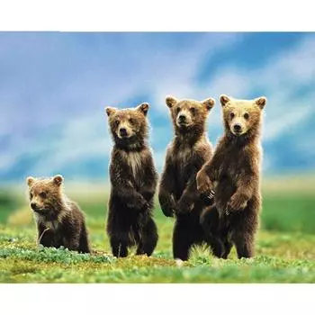 Украшение дома DIY 5D Алмазная вышивка «Четыре милых бурых медвежонка» полная алмазная вышивка крестом 20X30CM