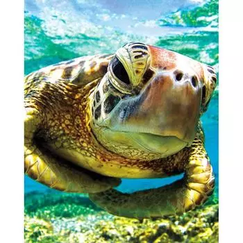 Украшение дома DIY 5D Алмазная вышивка «Красивая морская черепаха» Полный алмазный крестик 20X30CM