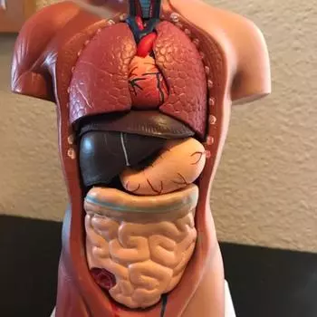 Унисекс Анатомия человеческого туловища Анатомическая модель Внутренние органы Скелетная система
