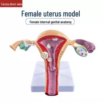 Усовершенствованная модель женской патологической матки для гинекологических исследований, моделирование анатомии репродуктивной/яичниковой структуры. Normal uterus