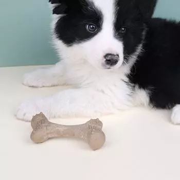 Устойчивая к укусам собачья молярная кость деревянная игрушка для щенков забавная палочка для чистки зубов собаки dog toy