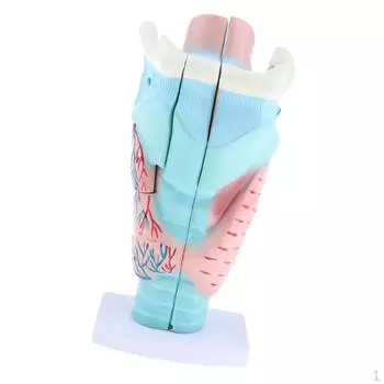 Увеличенная модель гортани человека