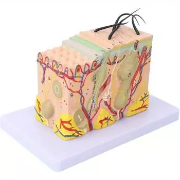 Увеличенная в 35 раз анатомическая структура кожи человека с волосами, увеличенными для биологической косметической хирургии