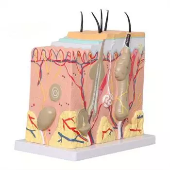 Увеличенная в 50 раз анатомическая структура кожи человека с волосами, увеличенными для биологической косметической хирургии a set