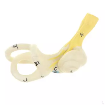 Увеличенная в 5 раз модель улиткового полукруглого канала человеческого уха, дополнение к вашим лабораторным принадлежностям