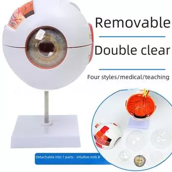 Увеличенная в 6 раз модель человеческого глаза для преподавания анатомии