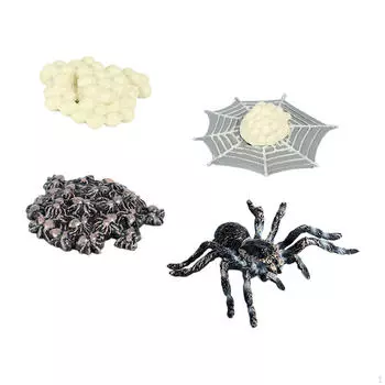 Увлекательное исследование жизненного цикла паука красный