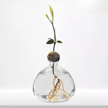 Ваза для начинающих из семян авокадо, гидропонный прозрачный террариум для растений для сада Style B