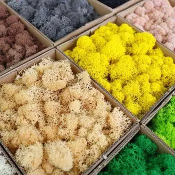 Вечный мох, искусственный мох, растение, настенный пейзаж, домашний декоративный мох, разноцветный материал ручной работы, сушеный цветок 20g зелёный