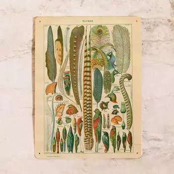 Винтажная металлическая табличка Перья разных птиц, виды перьев, металл, 20x30 см 20x30cm